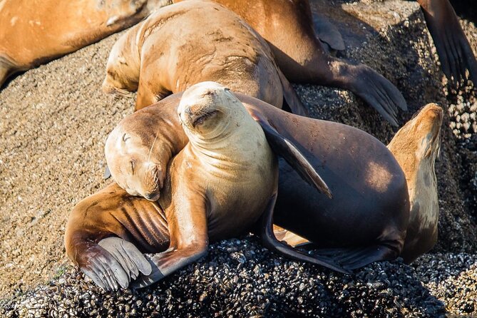 San Diego Whale/Dolphin Watching Cruise Aboard Luxury Vessel - Who will enjoy this cruise most?