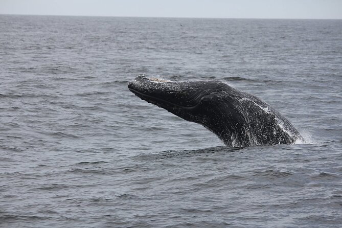 San Diego Whale/Dolphin Watching Cruise Aboard Luxury Vessel - Timing, weather, and cancellation