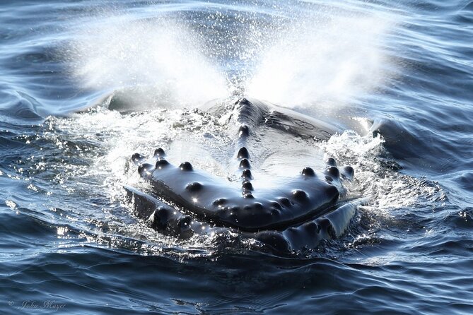 San Diego Whale/Dolphin Watching Cruise Aboard Luxury Vessel - Why the dolphin sightings can steal the show