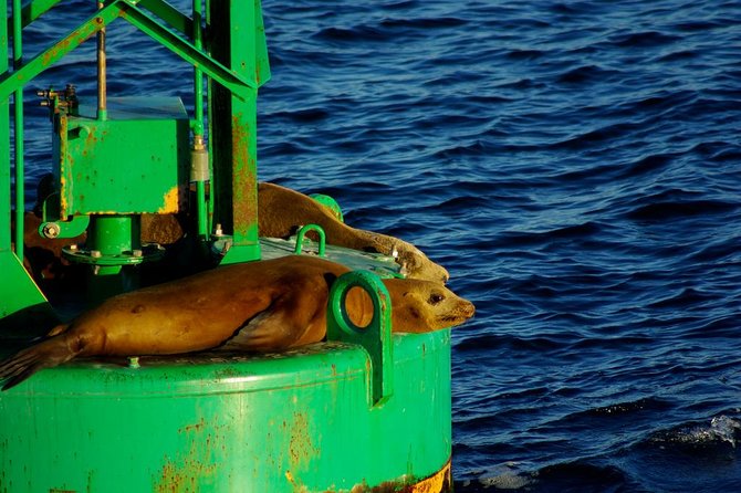 San Diego Whale Watching Cruise - Naturalist talks that give the cruise purpose