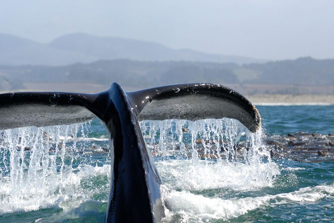 San Diego Whale Watching Cruise - Weather, clothing, and comfort on the boat