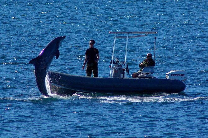 San Diego Whale Watching Cruise - Morning or afternoon departure?