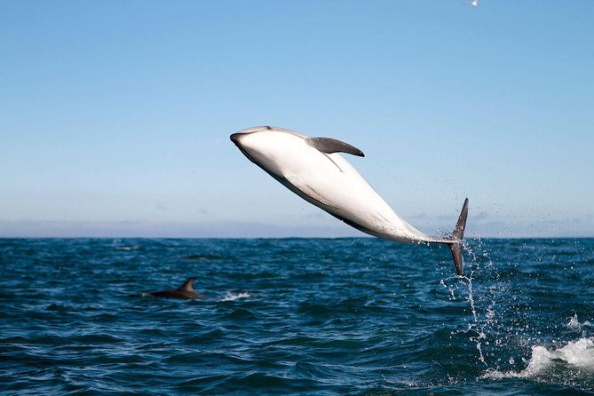 San Diego Whale Watching Cruise - Who will enjoy this cruise most?