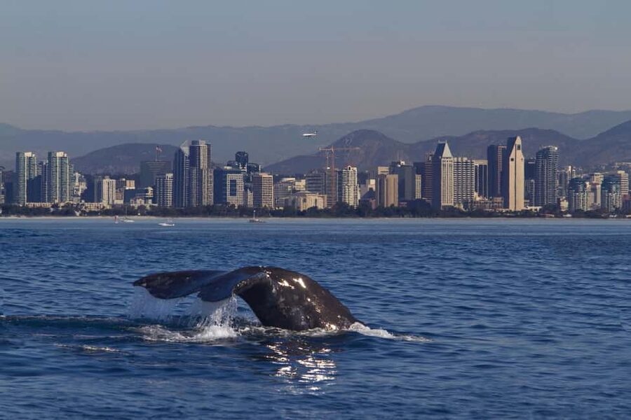 San Diego: Whale Watching Cruise on the Yacht America - What you may see by season