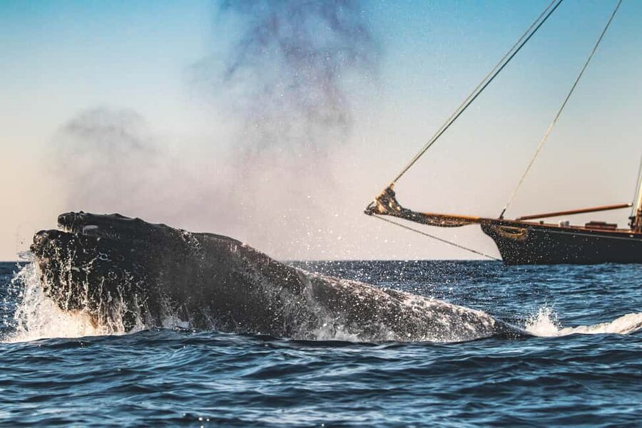 San Diego: Whale Watching Cruise on the Yacht America - Four hours aboard yacht America