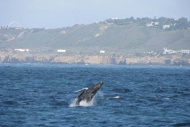 San Diego: Whale Watching Cruise - A realistic look at the three-hour schedule