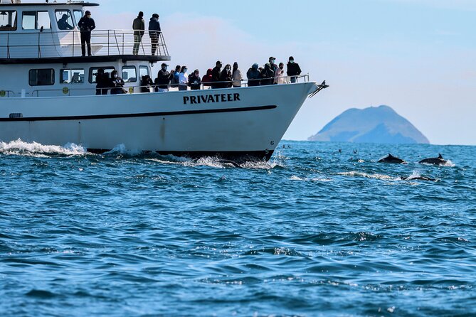 San Diego Whale Watching & Dolphin Cruise - Key things to know before you sail