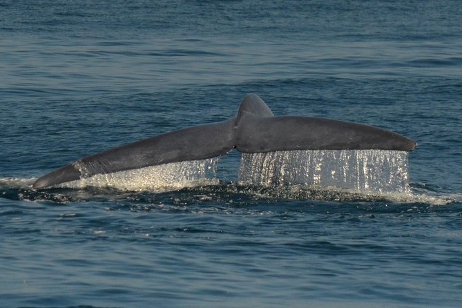 San Diego Whale Watching & Dolphin Cruise - What the 2 to 3 hours feel like