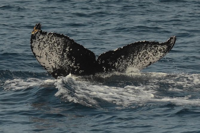 San Diego Whale Watching & Dolphin Cruise - Food, comfort, and useful extras