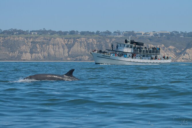 San Diego Whale Watching & Dolphin Cruise - Who should book this cruise?