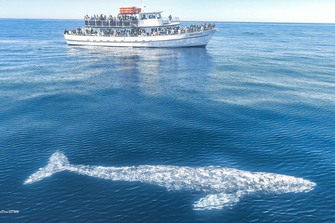 San Diego Whale Watching & Dolphin Cruise - How the wildlife search really works