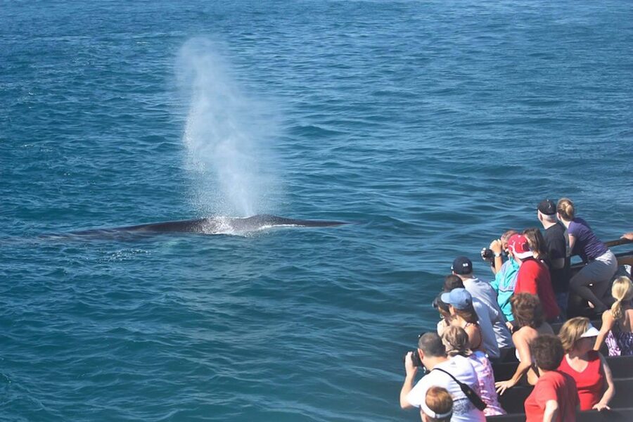 San Diego: Whale Watching Tour - Flagship Cruises & Events - Key points to know before you board