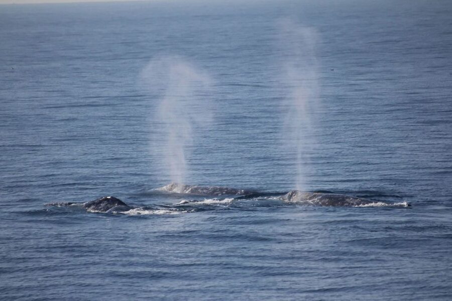 San Diego: Whale Watching Tour - Flagship Cruises & Events - From San Diego Bay to the gray whale route