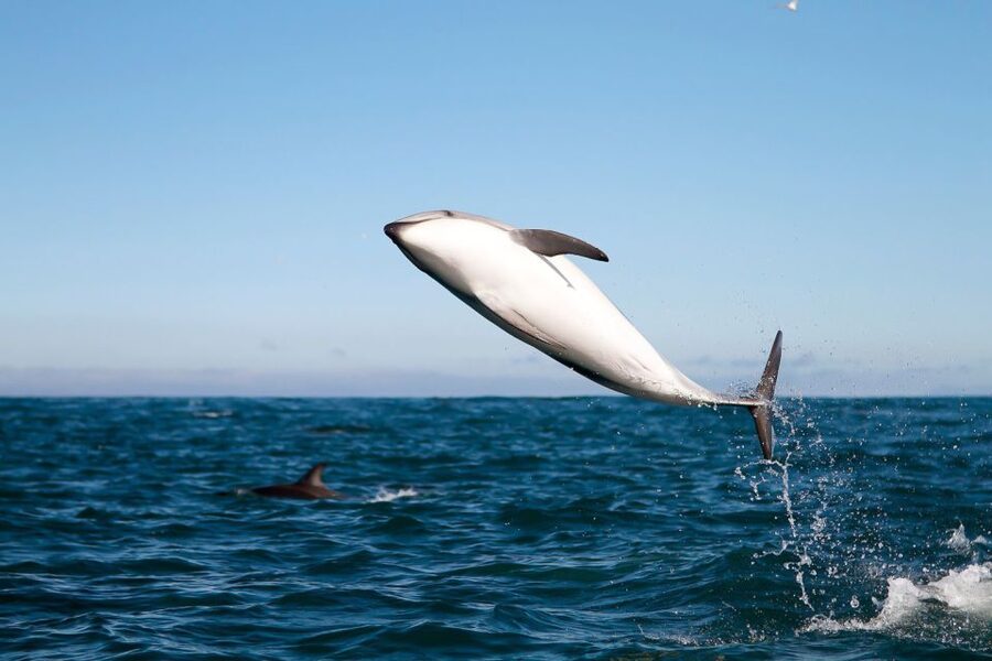San Diego: Whale Watching Tour - Flagship Cruises & Events - A two-story boat built for scanning