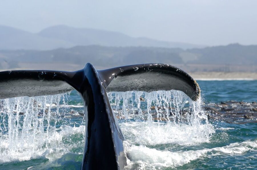 San Diego: Whale Watching Tour - Flagship Cruises & Events - How the whale guarantee changes the value