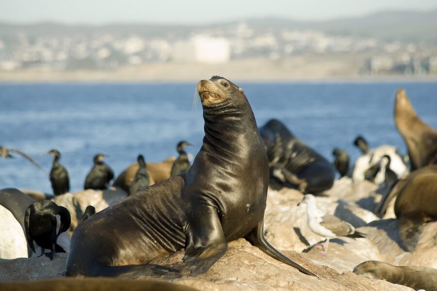 San Diego: Whale Watching Tour - Flagship Cruises & Events - Getting the best views and photographs