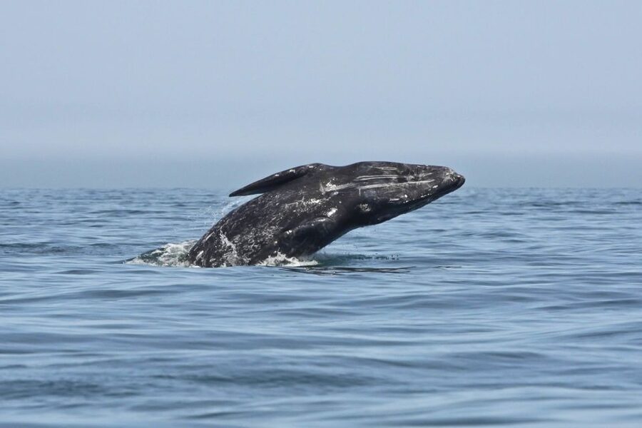 San Diego: Whale Watching Tour - Flagship Cruises & Events - Practical details worth remembering