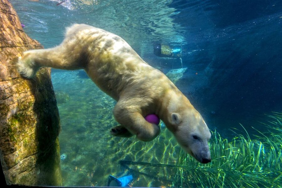 San Diego Zoo: 1-Day Admission Ticket - Meet the Galápagos tortoises at Discovery Outpost