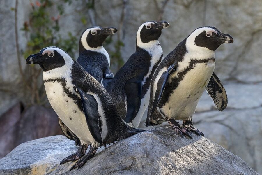 San Diego Zoo: 1-Day Admission Ticket - Look for koalas, birds, and smaller surprises