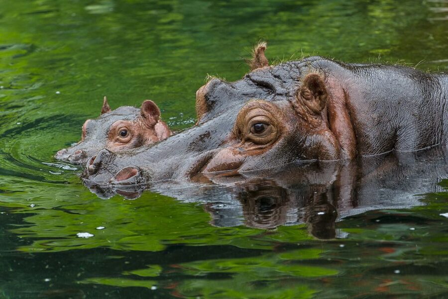 San Diego Zoo: 1-Day Admission Ticket - Entering just north of downtown San Diego