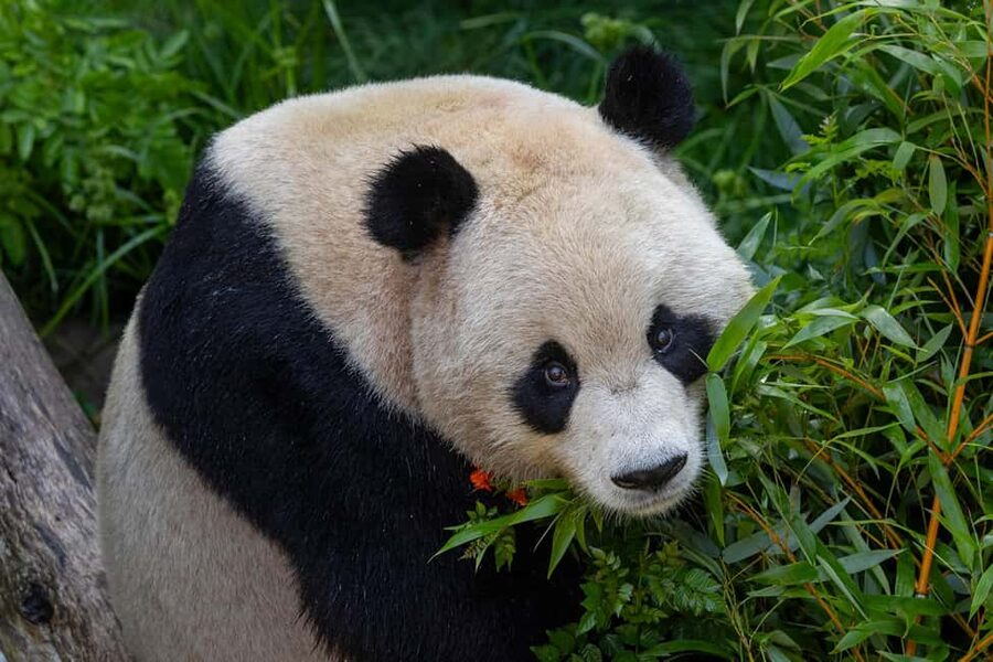 San Diego Zoo and Safari Park 2-Day Entry Ticket - What makes the Safari Park different