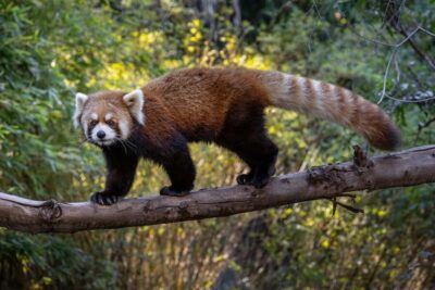 San Diego Zoo and Safari Park 2-Day Entry Ticket