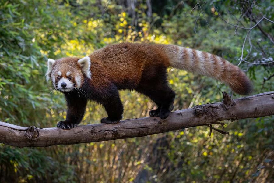 San Diego Zoo and Safari Park 2-Day Entry Ticket - Conservation gives the visit more purpose
