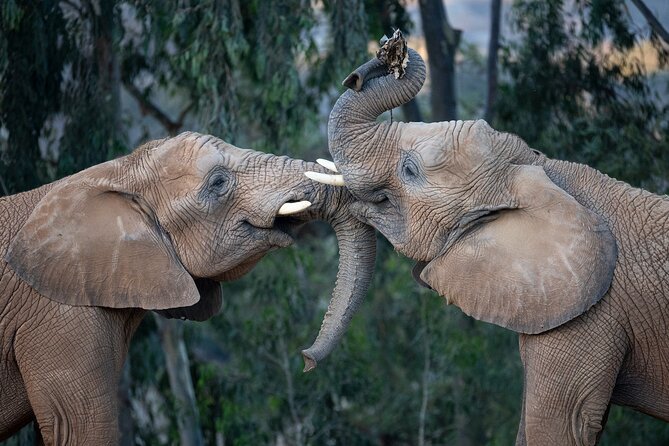 San Diego Zoo and Safari Park 2-Visit Pass Ticket - Ticket scanning and practical entry advice