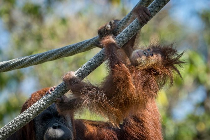 San Diego Zoo and Safari Park 2-Visit Pass Ticket - Who should buy this pass?