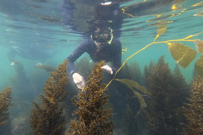 Snorkel San Diego's Mission Bay with a Marine Biologist - Key points to know before booking