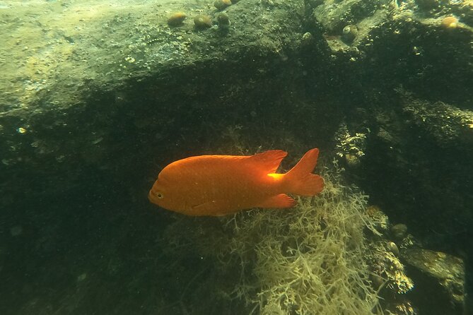 Snorkel San Diego's Mission Bay with a Marine Biologist - Gear, wetsuits, and comfort in the water