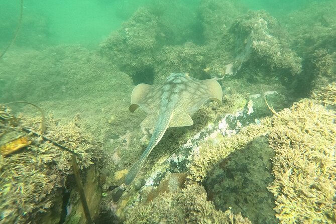 Snorkel San Diego's Mission Bay with a Marine Biologist - The value of the $60 price