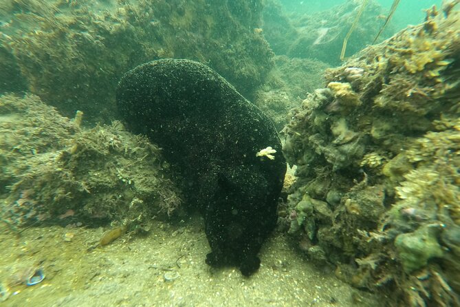 Snorkel San Diego's Mission Bay with a Marine Biologist - Weather and seasonal expectations