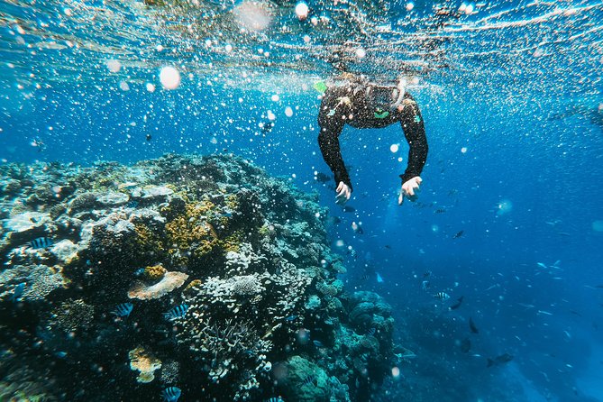 Snorkeling Adventure in La Jolla - The animals you may see beneath the surface