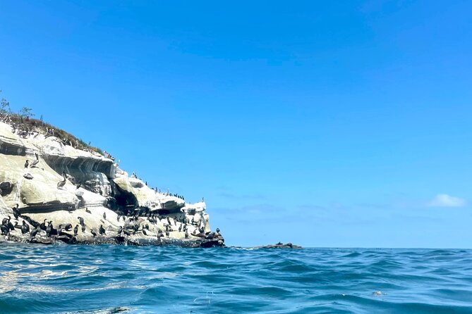 Snorkeling Adventure in La Jolla - Who should book this La Jolla snorkeling tour?
