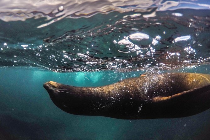 Snorkeling Adventure in La Jolla - What the local guides add to the experience