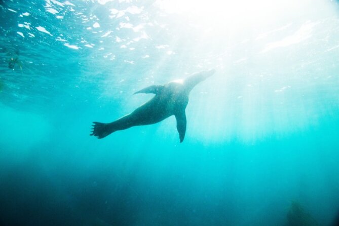 Two Hour Kayak and Snorkel Tour for Two in La Jolla - Why the sea cave distinction matters