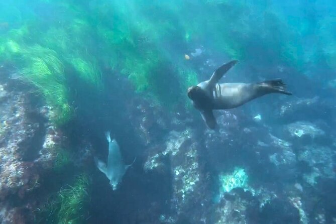 Two Hour Kayak and Snorkel Tour for Two in La Jolla - The guide can make a big difference