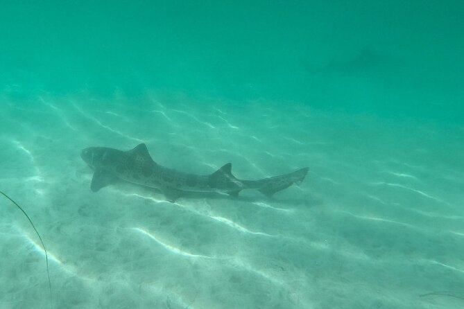 Two Hour Kayak and Snorkel Tour for Two in La Jolla - Waves are the main practical concern