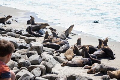 Ultimate La Jolla Self-Guided Driving & Walking Audio Tour Bundle