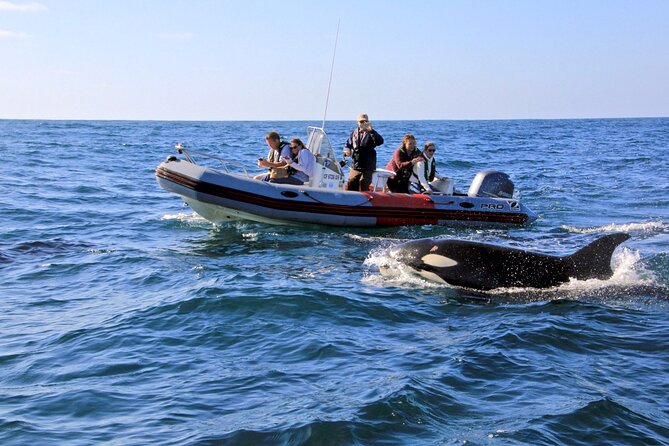 Whale and Dolphin Watching in San Diego - Key points before you cast off
