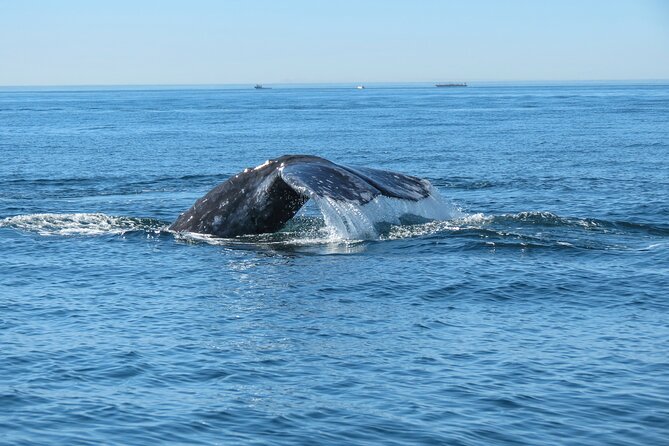 Whale and Dolphin Watching in San Diego - Why the 22-foot boat changes the experience