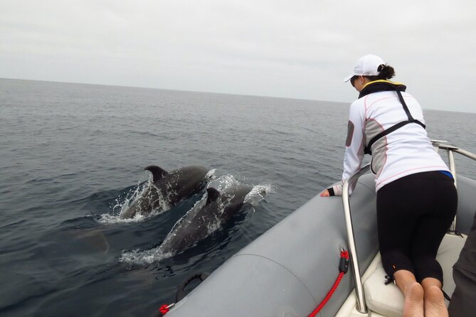 Whale and Dolphin Watching in San Diego - Whale sightings are possible, but never promised
