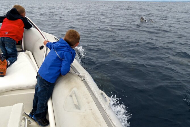 Whale and Dolphin Watching in San Diego - Sea lions, seals, birds, and the wider ocean picture