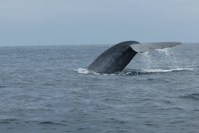 Whale and Dolphin Watching in San Diego - Captain Ray, Alyssa, and Alissa