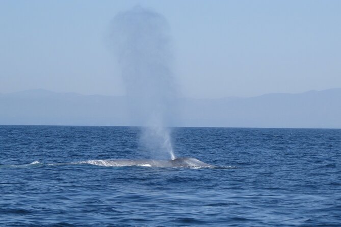 Whale and Dolphin Watching in San Diego - What to wear and bring on board