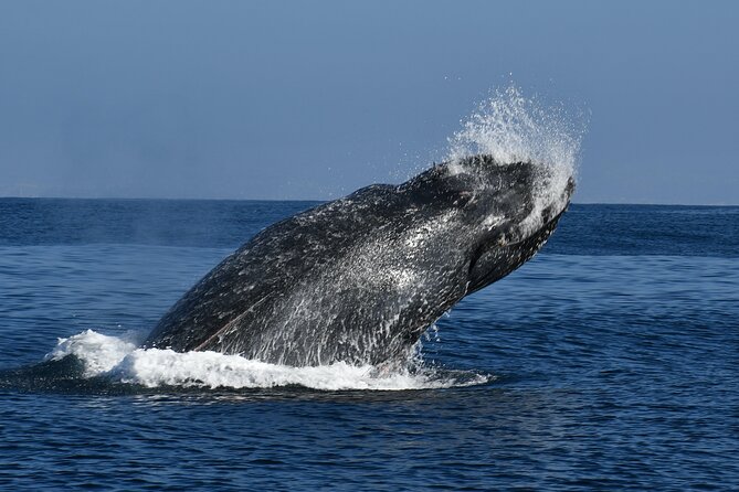 Whale and Dolphin Watching in San Diego - Is $149 a fair price?