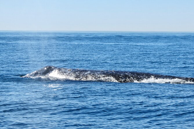 Whale and Dolphin Watching in San Diego - Dolphins often steal the show